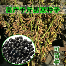 黑豆金刚养肾种子超级千斤豆黄豆种子早黄豆种子特大高产大豆种籽