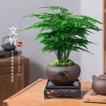 文竹盆栽植物室内客厅中式禅意微盆景办公桌面花卉创意迷你小绿植