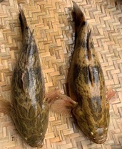 淡水笋壳鱼苗沙塘鳢鱼呆子鱼食用泰国鳢鱼耐低氧鱼生命力强