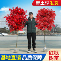 红枫树苗四季中国红庭院美国日本紅舞姬庭院园林绿化植物苗木抗寒