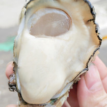 湛江生蚝鲜活10斤顺丰包邮新鲜海蛎子特大牡蛎广东海鲜水产贝类