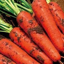 胡萝卜种孑四季播水果萝卜秋冬易种蔬菜种子非转基因农家青菜种籽