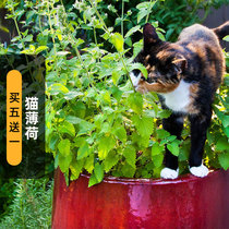 柠檬猫薄荷种子100粒紫花小荆芥猫咪零食化毛草籽室内盆栽春秋播