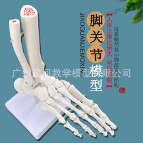 脚关节 踝关节模型足骨模型人体脚骨足模型 骨骼教用可活动
