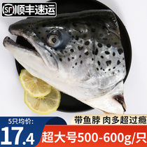 三文鱼边角料新鲜冷冻超大三文鱼头深海鱼头人吃烧烤煲汤海鲜水产