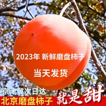 北京房山特大磨盘柿子新鲜甜软盆柿盘柿大果10斤非脆柿可做冻柿子