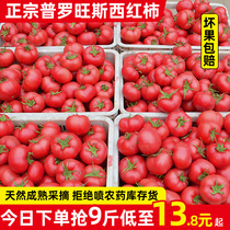 正宗山东自然熟普罗旺斯西红柿5斤新鲜生吃水果露天沙瓤大番茄9