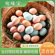 宛味宝初生蛋乌鸡蛋40枚1560g混合装农林散养绿壳乌鸡蛋
