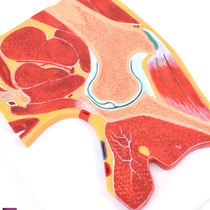 ENOVO颐诺医学解剖髋关节骨骼肌肉模型髋关节剖面髋H关节构造MRI