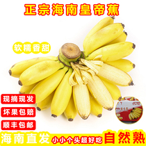 海南皇帝蕉新鲜小香蕉进口香焦小米蕉现摘现发苹果蕉软糯香甜顺丰