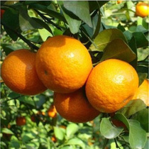 橘子苗果树苗柑橘盆栽地栽柚子砂糖蜜橘橙子苗沃柑金桔南北方种植