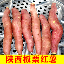 陕西板栗红薯新鲜沙地红薯黄白软糯蜜薯地瓜农家自种粉烤番薯5斤
