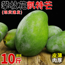 四川攀枝花凯特芒果10斤当季新鲜水果现摘超甜特大青皮芒果整箱3