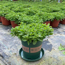 薄荷盆栽新鲜可食用香叶薄荷苗室内花园驱蚊植物猫薄荷苗绿植花卉