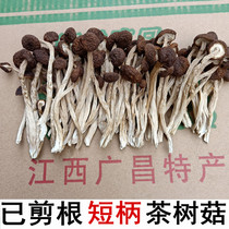 江西广昌半野生不开伞茶树菇新鲜蘑菇短柄细嫩茶薪菇香菇干货500g