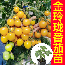 超甜金玲珑番茄秧苗带土球小黄樱桃圣女果西红柿种子四季阳台盆栽