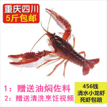 重庆清水小龙虾鲜活1斤456钱中虾活虾新鲜活体养殖龙虾重庆生鲜