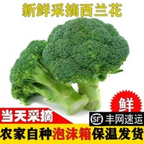【西兰花新鲜】花菜西蓝花现摘农家自种健身减脂蔬菜3斤4.5斤包邮
