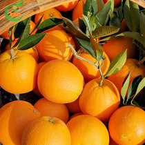 秭归 纽荷尔 橙子 新鲜现摘大个 孕妇应季水果脐橙整箱包邮