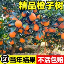 橙子树苗果树赣南脐橙纽荷尔橙子树当年结果南方北方地栽盆栽种植