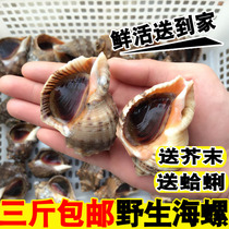 鲜活海螺新鲜大海螺野生小海螺当天海捕海鲜水产鲜活贝类 3斤包邮