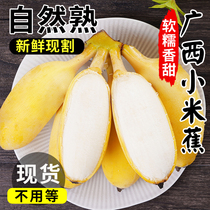 正宗广西小米蕉香蕉10新鲜水果当季整箱斤苹果蕉自然熟芭蕉粉蕉绿