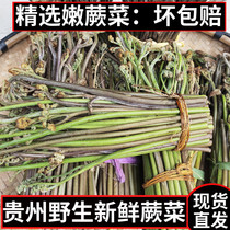 蕨菜新鲜野生现采现摘现发野菜贵州湖南特产高山农家菜干货酸蕨菜