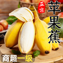 正宗苹果蕉香蕉新鲜9斤当季整箱水果自然熟粉蕉芭蕉小米香甜蕉10