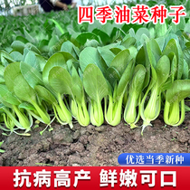 上海青油菜种子四季小白菜种子青梗菜种子盆栽阳台青菜蔬菜种孑