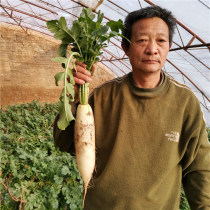 北京新鲜时令蔬菜大白萝卜同城配送农家肥栽培甜脆汁多凉拌炖食用