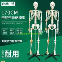 170CM人体骨骼模型医用教学瑜伽骨架带神经脊柱可弯曲关节韧带