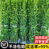 北海道冬青篱笆植物围栏围墙大叶树苗黄杨苗四季常青耐寒庭院绿植