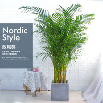 散尾葵凤尾竹室内客厅大型盆栽植物 富贵椰子袖珍椰子绿植 小盆景