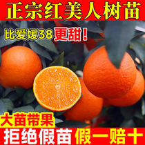 正宗红美人柑橘树苗象山爱媛28号果冻橙果树甜甸甸爆汁手剥橙果苗