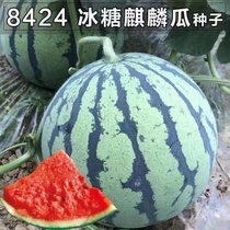8424麒麟无籽西瓜种子籽特大高产巨型甜王南方小四季蔬菜水果种子