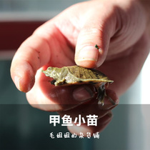 小甲鱼苗活体乌龟观赏龟鱼缸水族箱宠物活体宠物乌龟爬宠水龟