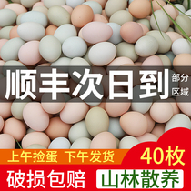 鸡蛋新鲜30枚绿壳乌鸡蛋柴鸡蛋混合装整箱批发草鸡蛋笨鸡蛋土鸡蛋