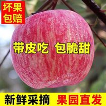 当季陕西新鲜红富士苹果水果5斤冰糖心丑苹果脆甜整箱10斤特价