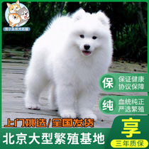 纯种萨摩耶幼犬雪橇犬大型白色宠物狗狗活体萨摩种公配种借配
