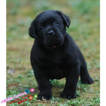 赛级纯种拉布拉多幼犬黑色拉布拉多寻回犬宠物狗狗活体公母都有e