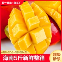海南贵妃芒果5斤新鲜水果整箱应当季热带红金龙包邮非台农2大果