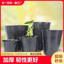 营养杯营养钵育苗杯育苗盆黑色营养袋加厚一次性塑料杯种植保温