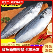 gc大鲅鱼新鲜活鲐鲅鱼马鲛鱼大整条冷冻青花鱼海鲜水产马交鱼特大