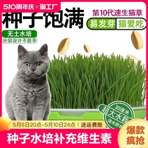 猫草种子水培种植补充维生素猫草猫咪吃的化毛去毛球懒人猫营养
