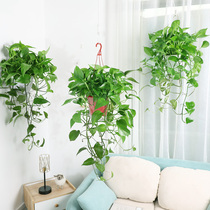 大盆长藤绿萝盆栽室内吸除甲醛大型植物吊兰绿植超大爬墙长款绿箩