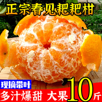 四川蒲江春见耙耙柑粑粑柑杷杷柑桔子新鲜水果当季整箱10斤丑柑橘