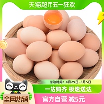 晨诚新鲜土鸡蛋正宗农家散养柴鸡蛋自养笨鸡蛋45g*50枚谷物草鸡蛋
