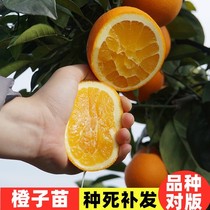 橙子树苖南方北方种植特大嫁接江西赣南脐橙橙子苖盆栽当年结果