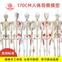 医用170cm人体骨骼模型买就送支架轻松简易安装医学专业骨骼模型