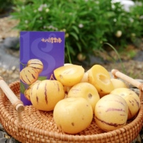 树上熟人参果 海南三亚风化新鲜当季孕妇水果黄心圆果精品礼盒